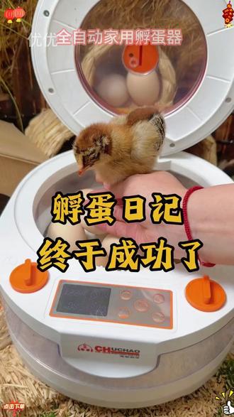 全自动智能孵蛋器,轻松上手,智能科技,一键孵化,好玩又好用!