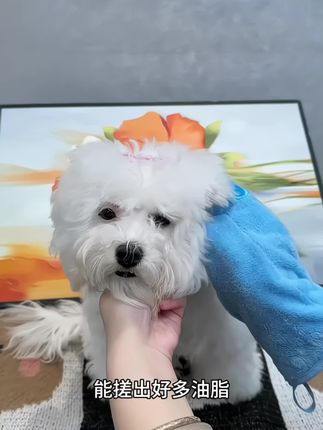 狗狗不能频繁洗澡,宠物免洗擦浴精华液帮你搞定一切烦恼,还你一个香香的毛孩子#萌宠好物#宠物干洗#免洗精华液