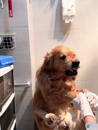 🎀周大毛的日常生活🎀