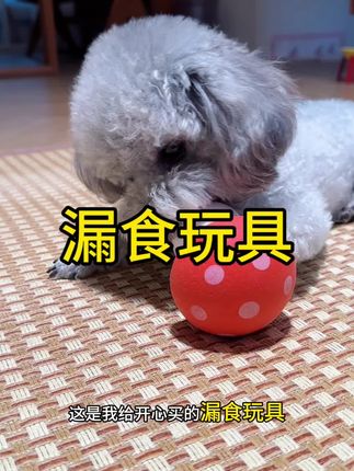 狗狗在家无聊,给它一朵小蘑菇漏食器试试~#记录宠物的日常生活 #萌宠 #灰色泰迪 #漏食器