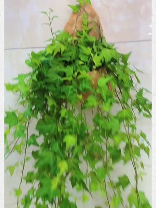 #绿植盆栽 #室内绿植 #净化空气 #常春藤吊兰