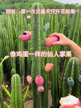 像鸡蛋一样的仙人掌果很多人都没见过 没想到量天尺竟然可以露天养还开花长果实,不怕风吹日晒雨淋#养花小知识 #种植小技巧 #量天尺 #园艺