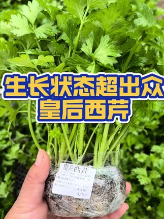 咱家苗场培育的芹菜苗,品种好,不空心,叶片肥厚无黄叶,根须白胖有活力,长出来的芹菜脆嫩无渣,汁水充足~ #芹菜 #盆栽绿植 #种植小技巧 #三农流量扶持计划 #家庭菜园