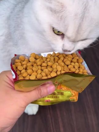 弗列加特岛主试吃|成老幼鲜肉烘焙猫粮100g*2磷虾油美毛滋养肠道#弗列加特 #猫粮 #新手养猫