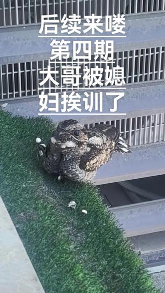 第四期 更新啦
更新啦
更新来啦
大哥被挨训了
#这是什么动物有人认识吗 #夜鹰 #上热门🔥 #抖音二创激励计划 #热门