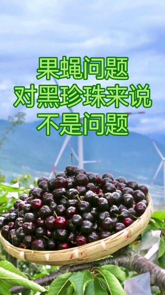 汉源黑珍珠有果蝇(qu)问题吗? #产地直发
#汉源车厘子
#应季水果
#树上熟
#汉源大樱桃