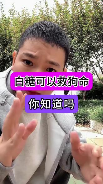 白糖可以救狗命 你知道吗 #养狗经验分享 #养狗人 #聪明狗狗 #爱狗人士 #养狗小知识
