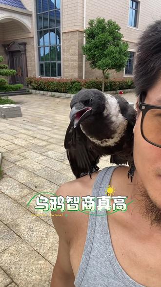 鸦鸦真的很聪明 工作室又来了一只神鸟
乌鸦在中国上古神话体系中占有重要地位。《山海经·海外东经》记载:“下有汤谷,汤谷上有扶桑,十日所浴,在黑齿北,居水中,有大木,九日居下枝,一日居上枝。”《山海经·大荒东经》也提到:“汤谷上有扶木,一日方至,一日方出,皆载于乌。”从仰韶文化的陶器到汉代的画像砖,从远古的传说到汉代的神话,历经数千年,金乌负日、日乌山、日乌桑等形象,都将乌鸦作为太阳神鸟,体现了其在古代文化中的重要象征意义。在古希腊,乌鸦被视为治愈与预言的象征,也是太阳神阿波罗的圣鸟。在北欧神话中,乌鸦则是众神之王奥丁的耳目,充当他的信使和侦察者。在印度文化中,乌鸦被尊为祖先的召唤者,尤其在丧礼及“Shraadh”年祭期间,人们会为其提供食物。在北美洲西北海岸和西伯利亚东部的土著社群中,乌鸦被看作是精神领袖,象征着自由与不羁的精神#鸟 #乌鸦 #非遗传承 #宠物 #乡村生活