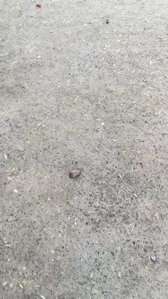 我们这里叫花豆娘!你们呢?