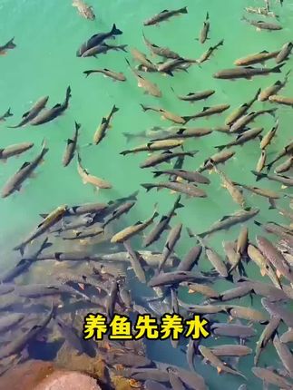 稳定安全讲解亚盐就用威立妙快克#威立妙 #鱼塘 #水产养殖