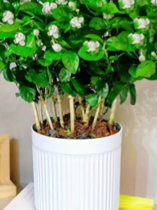 【【带花苞】重瓣香水茉莉花盆栽花卉绿植喜阳喜水横州源头直发】#花卉绿植 #净化空气 #盆栽好物 #绿植盆栽