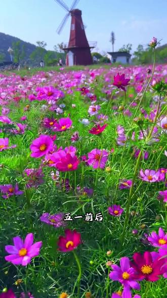 五一前后是播种#格桑花 的好时候 家里有阳台花盆小院的都可以种上一些#波斯菊 #爱生活爱养花 #花卉种子