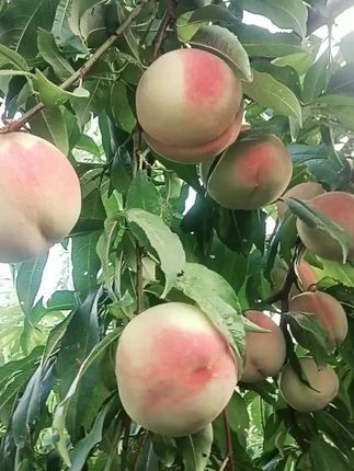 南方种桃新选择 水蜜桃树苗果大味甜 想种水果却没好品种?这种优质苗木帮你解决!#总有一种味道能让你想起故乡#跟着洪剑涛开启新疆逛吃之旅#包出片的云贵bistro#如果送花有段位#收到绿玫瑰花束的人真的很幸福