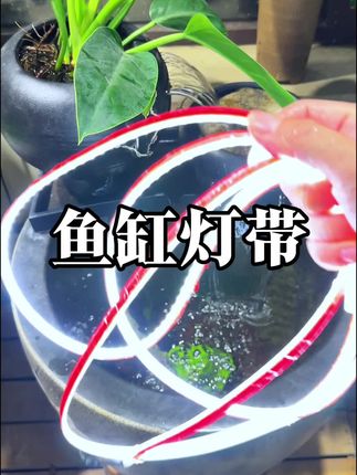最近非常火爆的鱼缸灯带造景它来了!安装方便快捷,照明效果出色,低压省电又安全。#养鱼日记