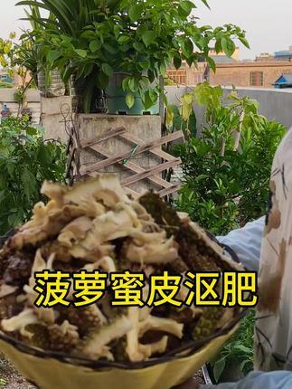 今年的菠萝蜜大丰收,天天都吃,菠萝蜜皮富含糖分,是沤肥的好原料#种植小技巧#我家楼顶小菜园#自己种的纯天然绿色蔬菜