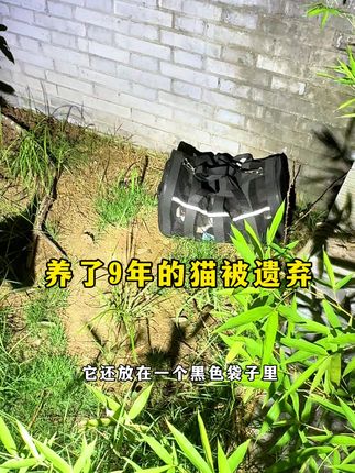 小锋小志的猫咪小院