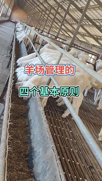 羊场管理,基本原则#澳洲白怀孕母羊 #杜泊绵羊怀孕母羊 #纯种湖羊种母羊