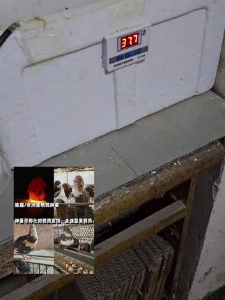 孵化温度37.8正常17天左右出壳#孵化 #家禽养殖 #返乡创业青年