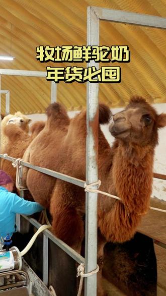 最近发现的特别味道,粉质细腻,溶解超快#骆驼奶 #营养健康 #新疆美食