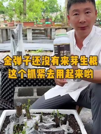 金弹子 想要金弹子快速长粗长壮长旺,明年能够继续开花结果,施肥一定不能少,这个抓紧时间去用起来吧#金弹子 #盆景 #施肥 #种植小技巧 #园艺生活