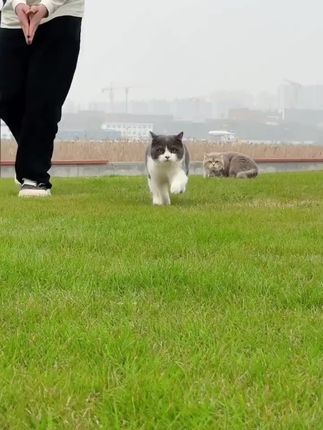 需要猫咪长得好,一款好的猫粮肯定少不了!这款妙斯顿全价肉松猫粮就很不错!#萌宠好物 #猫粮推荐 #妙斯顿猫粮