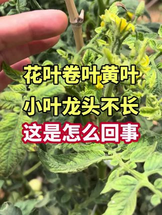 花叶卷叶黄叶小叶龙头不长这是怎么回事