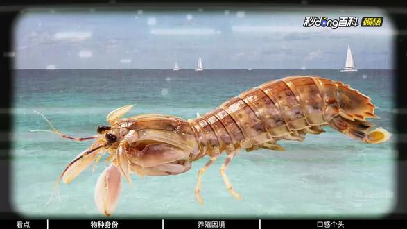 卖“4只皮皮虾1035元”老板去世,原来这泰国濑尿虾本来就贵
原来皮皮虾跟皮皮虾是不一样的。
日前,有网友在小红书发文称在三亚一海鲜店消费,4只皮皮虾花了1035元,随即引起网友关注。不少人都觉得,皮皮虾而已,怎么能那么贵?
据了解,该网友所点的是泰国濑尿虾(大),价格本身就贵。
据了解,该店濑尿虾的进货价格为480元/斤,售价为756元/斤,差价率57.5%,符合当地关于虾类进货单价超300元,差价率不超过60%的规定。也就是说,商家的价格并不违法。
最新消息显示,店主老板身体不好,事发前就有脑出血,在得知此事后去世,年仅43岁,家里有两个孩子。
笔者认为,无论是海鲜饭馆还是普通餐厅,在点菜时务必询问好价格,然后再根据自己的实际情况下单。出门在外,多问一问不算错。
三亚是一个旅游城市,外地的游客很多,所以三亚更会在意游客的消费体验。
对于网上的信息,我们作为受众,务必理性看待。#超级螃蟹排行榜 #螳螂虾 #皮皮虾战绩 #把春天装进pocket4里
