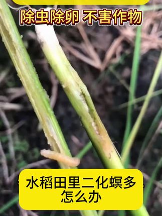 #二化螟 #杀虫剂 #杀虫剂配方 #果园管理 #病虫害防治