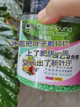 上了肥的花就是肥大粗壮,等再长几片新叶子就把冰雹打坏的这些叶子揪掉#三元复合肥