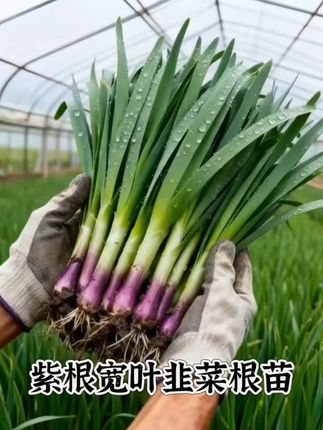 眼下正是种韭菜的好时节!想种出健壮的韭菜,选根茎培育更省心——比用种子种省不少时间,不用等慢慢出苗,还能避免幼苗长得纤细。 拿到韭菜根茎后,先剪掉老化的须根,减少养分消耗,帮助新根长出来。把土壤翻松弄平整,花盆装满土后,按照每窝7到8根、窝与窝间隔10厘米栽种,浇透定根水,前期培育就完成了。 大概20多天就能收第一茬,阳台花盆、露天菜园都能种,养护得好还能循环采收好几次。 家人们快来试试吧!#独根红韭菜#韭菜根苗#纯天然绿色蔬菜#健康蔬菜#在家种植