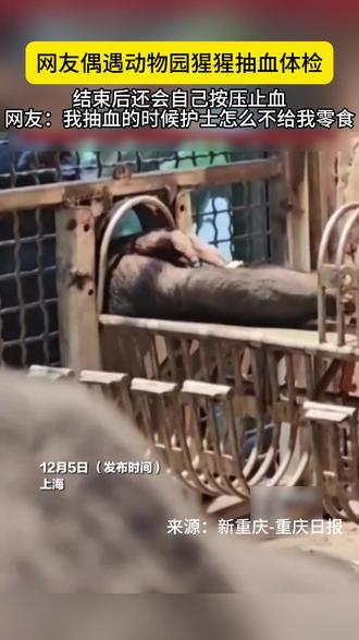 网友偶遇动物园猩猩抽血体检,结束后还会自己按压止血,网友:我抽血的时候护士怎么不给我零食