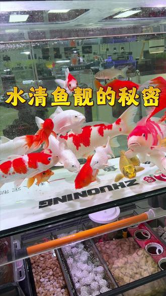 哪个鱼友想到的竟然把污水处理用的纤维毛球用到鱼缸当滤材#养鱼