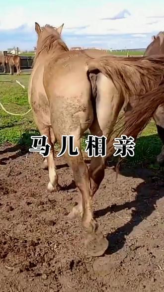 爱马如命!养马日常的20个惊人真相!