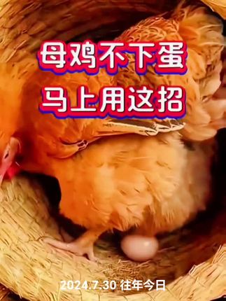 #鸡鸭鹅养殖 #捡鸡蛋 #鸡不下蛋 #生态散养土鸡 #养殖技术