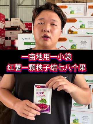 一亩地用一小袋红薯宝宝,让红薯一颗秧子结七八个果#红薯 #红薯种植 #三农 #农业种植 #三农种植