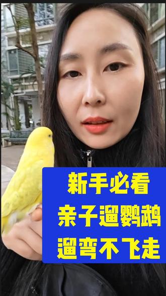 新手必看,亲子遛鸟不飞走,是怎么做到的?#虎皮鹦鹉 #手养鹦鹉#新手养鸟