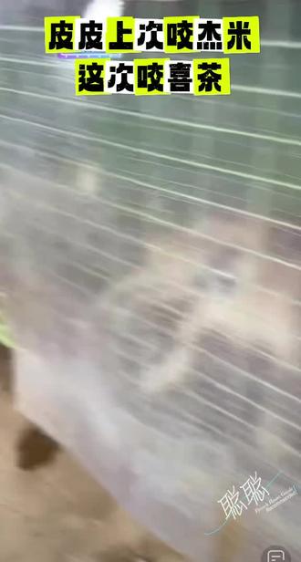 皮皮是谁都不惯着啊!上次咬杰米!这次咬喜茶!闺女皮卡和耀祖也收拾过!妥妥的皮皮女王#西北刀客皮皮 #西北刀客喜茶