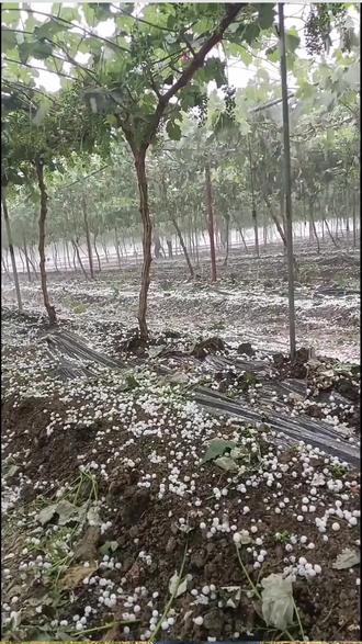 冰雹砸了树别慌,这四步赶紧做还能救回来#冰雹 #灾害天气 #果园管理