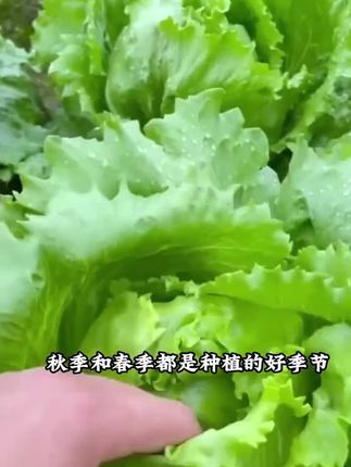 #生菜种子#生菜