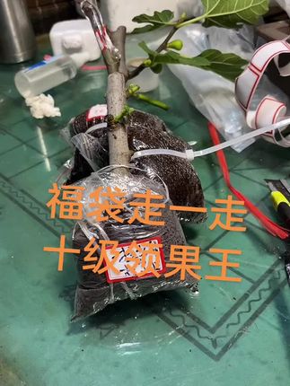 #强烈推荐 #老桩盆景 #无花果