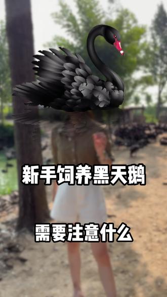 新手如何饲养黑天鹅#黑天鹅#珍禽