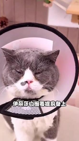 养宠家庭伊丽莎白圈要备上,有备无患#宠物好物 #萌宠好物。 #好物推荐🔥