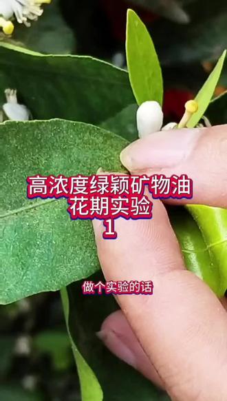 #柑橘种植 #服务三农 绿颖矿物油花期打300ml一背水,三倍剂量安全性,打破花期绿颖烧花烧叶烧果的谎言,后续观察关注!