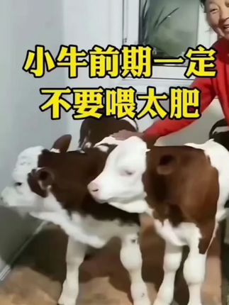 #育肥牛 #养牛 #养牛人 #养牛技术 #科学养牛