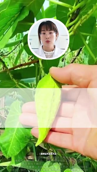 路边有一种野草,既能补肾又能补阳,80%的人都不知道 #健康 #健康科普 #医学科普 #中医