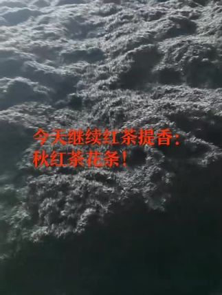 2025秋红茶生产到计时,速度了,!#爱喝茶的关注我 #茶叶 #原头实力厂家 #秋天红茶