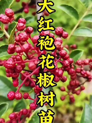 #大红袍花椒树苗 #花椒树苗 基地直发…口感比普通花椒更香麻更浓郁……#三农种植 #优质种苗 #上热门