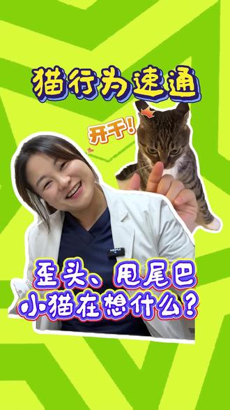 🐱:人,这不是找你玩,这是要开干了!#养宠进阶指南 #猫行为解读 #猫的迷惑行为 #养猫人 #抖in萌宠计划