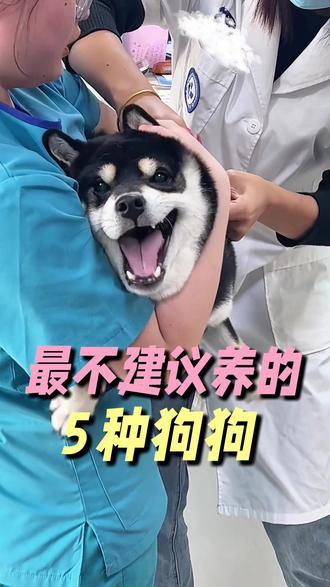 别养这5种狗,不然老跑医院! #养狗指南 #法斗 #柯基 #金毛 #狗狗品种