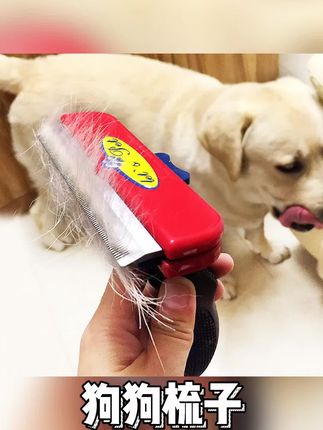 狗狗梳子梳毛神器大型犬短毛狗猫跳蚤梳宠物猫咪去浮毛梳刷毛针梳#宠物梳子 #狗狗梳毛神器 #大型犬梳子 #猫咪去浮毛 #好物推荐